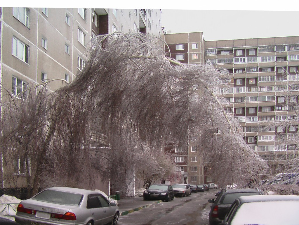 белая береза